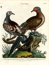Brevduer og duer (Columba)