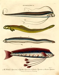 Gymnetrus-arter - båndfisk