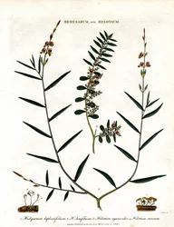Hedysarum og Helotium