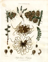 Hyperborean Polypody - Bregner af slægten Polypodium