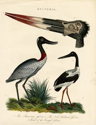 Jabiru-arter (Mycteria) med anatomiske detaljer