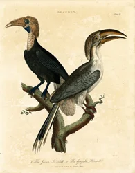 Javan-hornfugl og Gingala-hornfugl (Buceros)