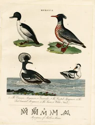 Suler (Mergus)