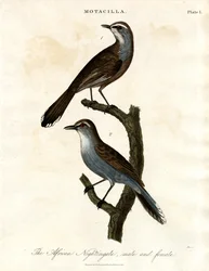 Motacilla - Afrikansk nattergal