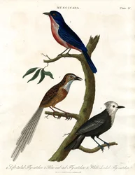 Muscicapa - Fluesnapper-arter