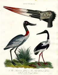 Mycteria-arter: Amerikansk;New Holland og Senegal Jabiru