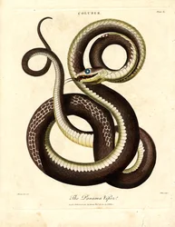 Panama-hugorm (Coluber)