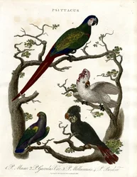 Papegøjer (Psittacus)