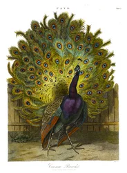 Pavo: almindelig påfugl