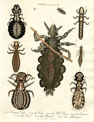 Pediculus - forskellige arter af lus