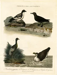 Stormfugle (Procellaria) og trompeterfugle (Psophia)