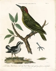 Phytotoma og Woodpecker med anatomiske detaljer