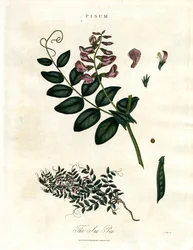 Pisum - ærten