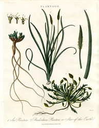 Plantago arter