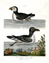 Lundefugl og barberblad (Alca)