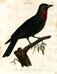 Purpurstrubet fluesnapper (Muscicapa)