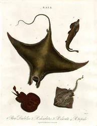 Raia-arter (rokker)