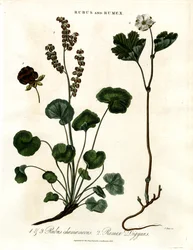 Rubus og Rumex: Multebær og bjergsyre