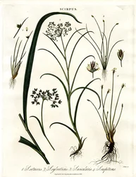 Scirpus-arter