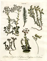 Sedum: Forskellige arter af stenurt