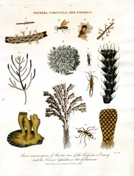 Syv nysgerrige arter af Flustra; to af Forficula eller øresnegl; og Formica Cephalotes; eller myre fra Surinam