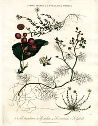 Sison;Spergula;Stellaria;Sorbus
