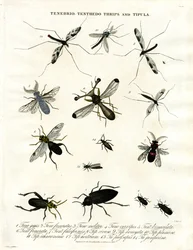 Tenebrio;Tenthedo;Thrips og Tipula - Insektmangfoldighed