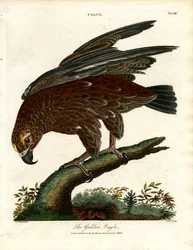 Den gyldne ørn