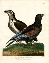 Griffard-ørnen og bådsmanden