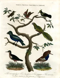 Todus;Tringa;Trochilus og Trogon
