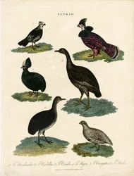 Forskellige arter af ryper (Tetrao)