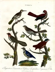 Forskellige arter af drosler (Turdus)