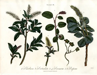 Forskellige arter af pil (Salix)