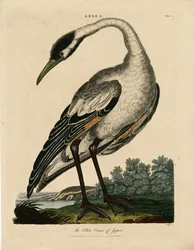 Hvid trane i Japan (Ardea)