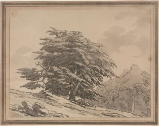 Afgrænsninger af den generelle karakters forgreninger og løv af skovtræer: Cedar, 1789.