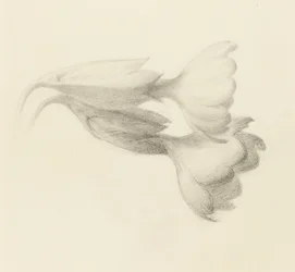 Cowslip Bells, sandsynligvis 1871 (grafit på vævet papir)