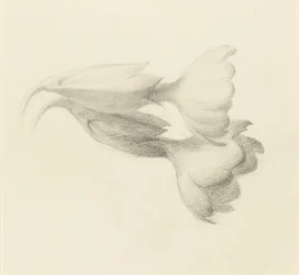 Cowslip Bells, sandsynligvis 1871.