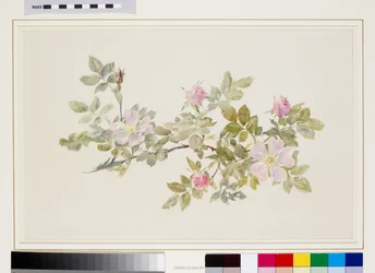 Studie af vild rose (akvarel og bodycolour over grafit på vævet papir)