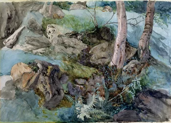 Studie af klipper og bregner i en skov ved Crossmount, Perthshire, 1843 (wc på papir)