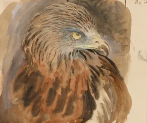 The Head of a Kite, from Life, 30. august-1. september 1870 (akvarel og kropsfarve over grafit på lysebrunt vævet papir)