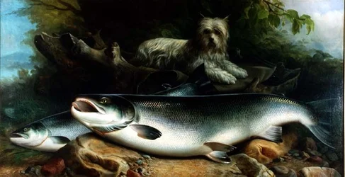 Bevogtning af dagens fangst; en Skye Terrier med en han- og en hunlaks