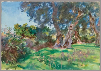 Oliventræer, Korfu