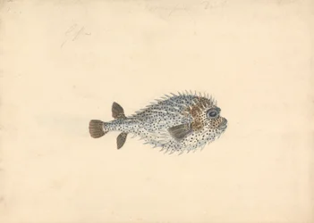 En Pindsvin Fisk