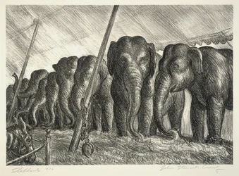 Cirkus Elefanter