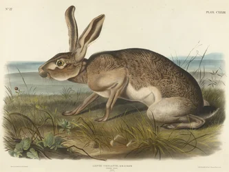 Texian Hare, 1848 (håndfarvet litografi på vævet papir)