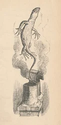 Øglen, 1889