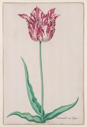 Studie af en tulipan (Jasper Marbled)