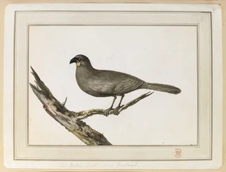 Tegning af en Wattle-fugl; foretaget under besøget i New Zealand mellem 12. og 25. februar 1777 på kaptajn Cooks tredje rejse.