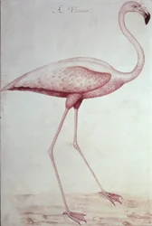 Flamingo (tegning)