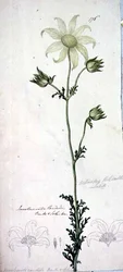 Flanelblomst, actinotus helianthe labill